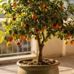 Embrapa revela frutíferas ideais para vasos em varandas pequenas