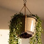 Essa técnica com plantas penduradas transforma o ambiente totalmente