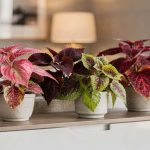 Essas plantas de folhas coloridas melhoram o humor e o