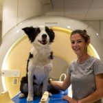 Estudo revela que cães aprendem nomes de objetos apenas ouvindo