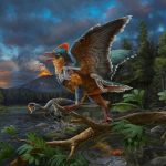 Evolução dos pássaros é mais antiga e complexa do que