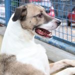 Fogos de artifício acarretam sofrimento físico e risco para animais