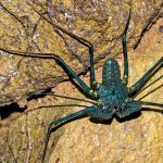 Fóssil de 100 milhões de anos revela “aranha” com cauda,