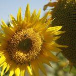 Goiás lidera com 70% a produção de girassol no Brasil