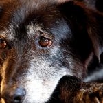 Justiça condena lojista a 5 anos de reclusão por maus-tratos