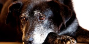 Justiça condena lojista a 5 anos de reclusão por maus-tratos