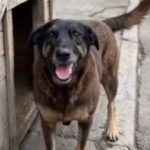 Lei Orelha: projeto busca endurecer punições por maus-tratos a animais