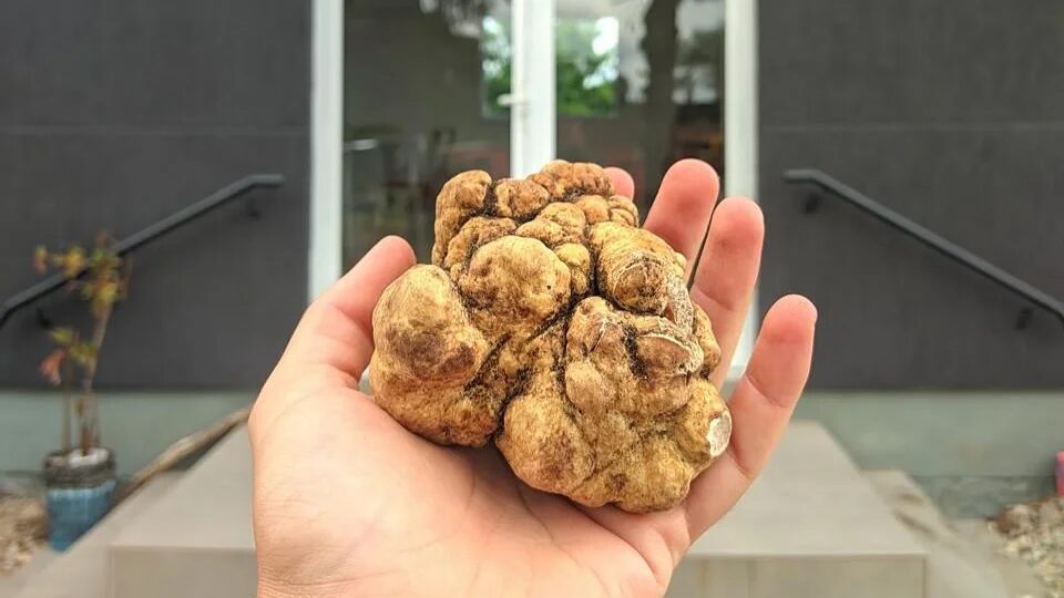 Maior trufa já registrada no Brasil alcança R$ 10 mil