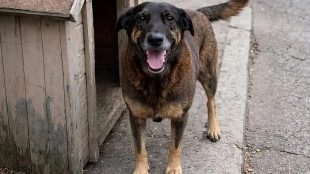 Morte de Orelha acende alerta sobre redes de tortura de