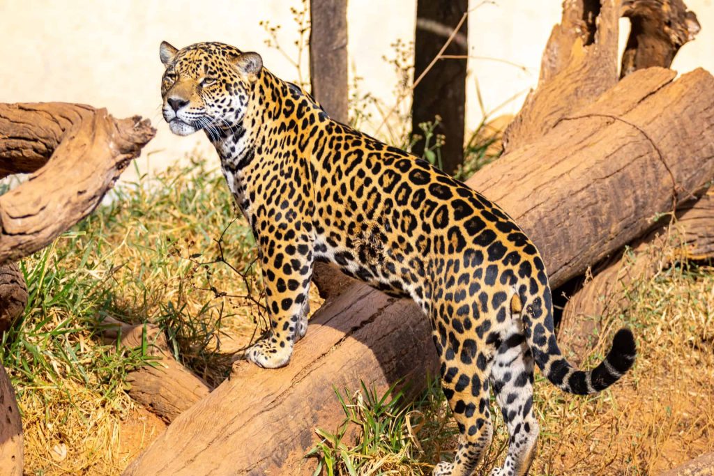 Na Era do Gelo, onças caçavam animais com quase 1