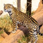 Na Era do Gelo, onças caçavam animais com quase 1