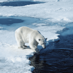 O Ártico entra em uma “nova era” de extremos climáticos