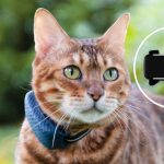 O acessório inteligente que avisa no celular se o gato