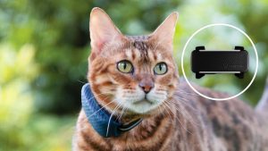 O acessório inteligente que avisa no celular se o gato