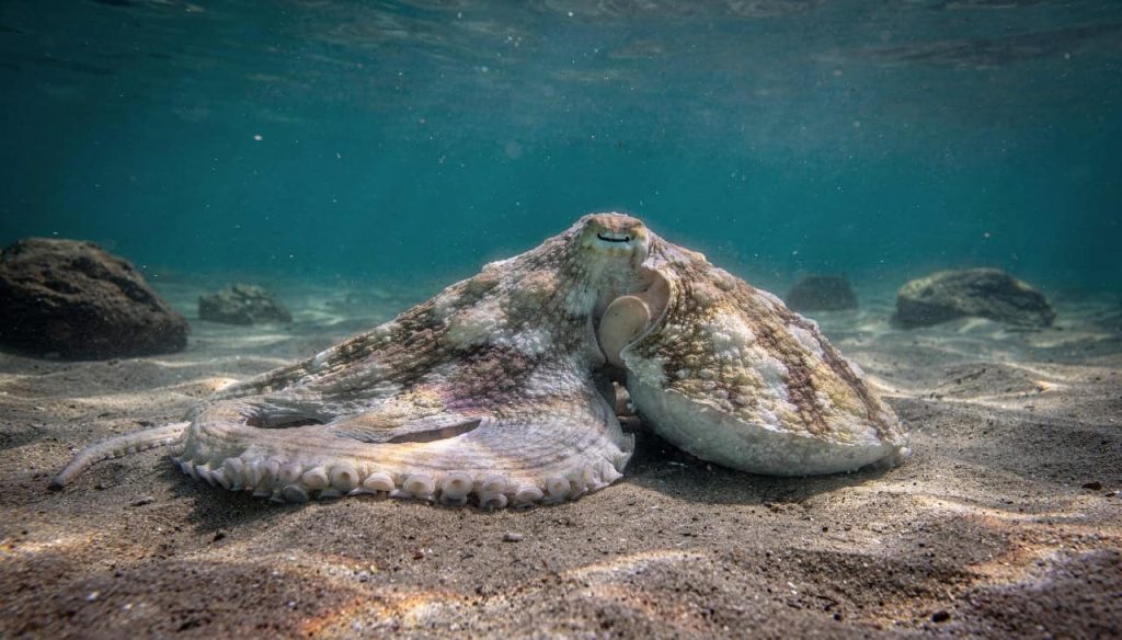 O animal que muda de cor de acordo com o