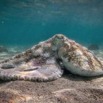 O animal que muda de cor de acordo com o