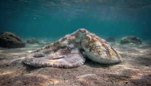 O animal que muda de cor de acordo com o