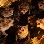 O dialeto dos morcegos que prova que eles conversam em