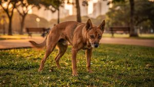 O motivo científico pelo qual os cães dão voltas antes