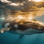 O motivo fascinante que faz as baleias serem as maiores