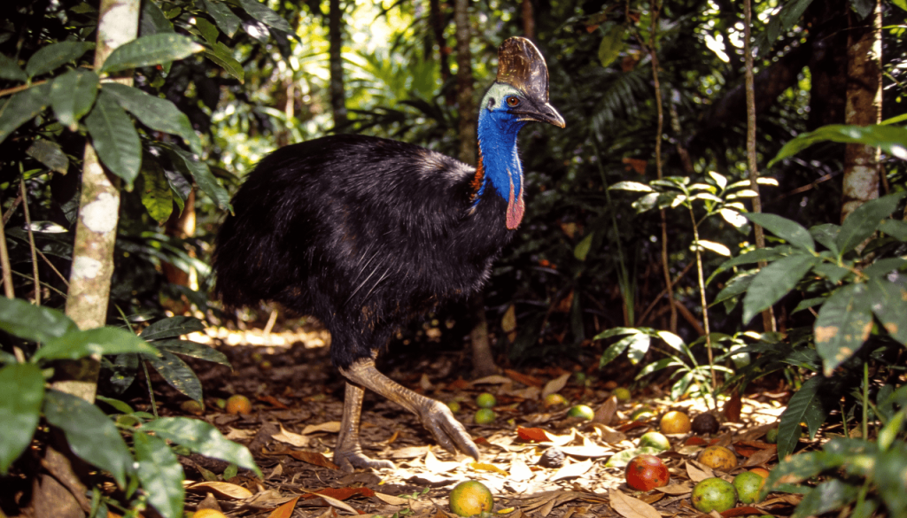 O pássaro mais perigoso da Terra é na verdade o