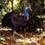 O pássaro mais perigoso da Terra é na verdade o