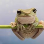 O que é um anfíbio? Entenda o conceito na natureza