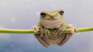 O que é um anfíbio? Entenda o conceito na natureza