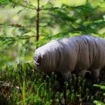 O que são animais extremófilos e como eles desafiam os