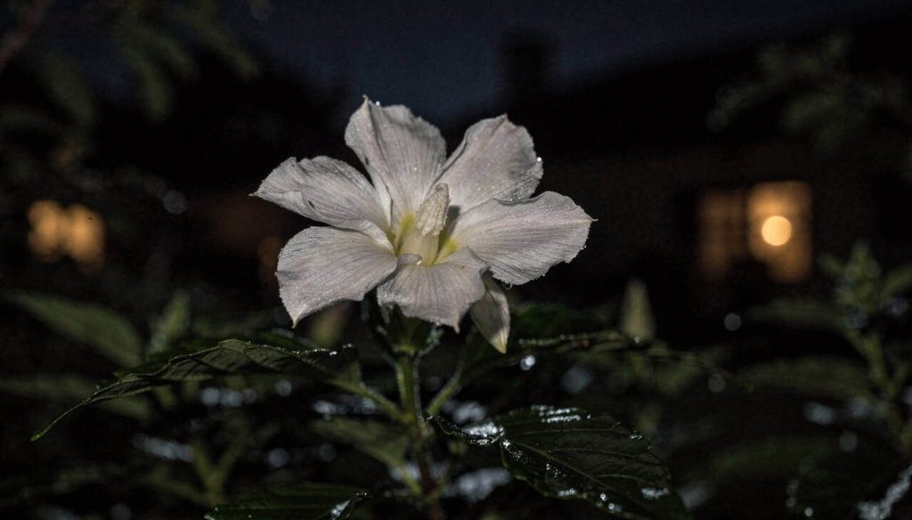 O segredo das flores que florescem no silêncio da noite