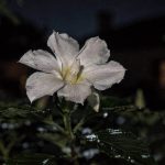 O segredo das flores que florescem no silêncio da noite