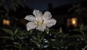 O segredo das flores que florescem no silêncio da noite