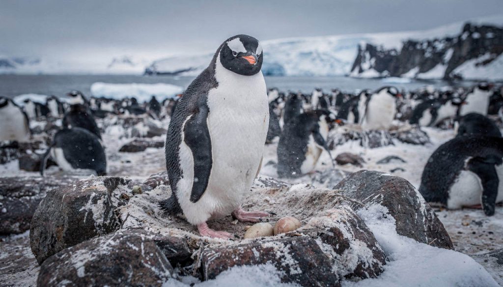 O truque dos pinguins para tirar milhares de sonecas de
