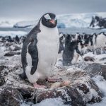 O truque dos pinguins para tirar milhares de sonecas de