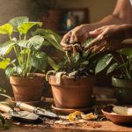 O uso mais inteligente da casca de banana nas plantas