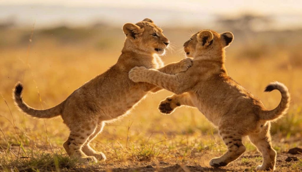 O verdadeiro motivo que leva os animais a brincarem uns