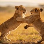 O verdadeiro motivo que leva os animais a brincarem uns