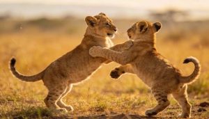 O verdadeiro motivo que leva os animais a brincarem uns