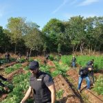 Operação interestadual descobre cultivo de maconha em São João dos
