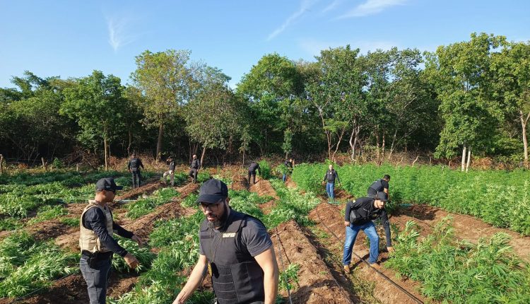Operação interestadual descobre cultivo de maconha em São João dos