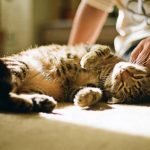 Os sinais discretos que os gatos utilizam para dizer que