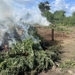 PF incinera 70 mil pés de maconha em terra indígena