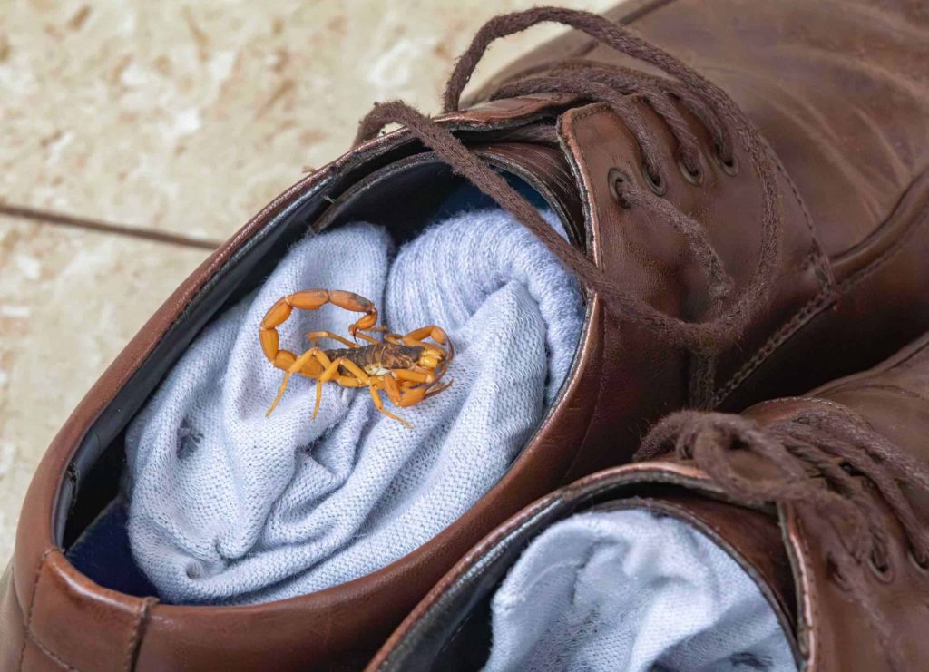 Pare de usar inseticida: entenda por que venenos podem multiplicar