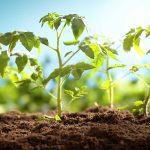 Pela primeira vez cientistas filmam a “respiração” invisível das plantas