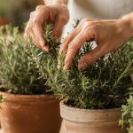 Plantas podem espantar escorpiões da casa ou é apenas mito?