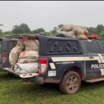 Polícia Civil apreende cerca de duas toneladas de maconha e