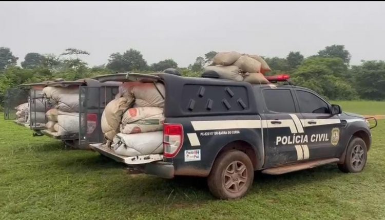 Polícia Civil apreende cerca de duas toneladas de maconha e