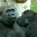 Por que animais do mesmo sexo se relacionam? Estudo revela