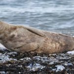 Por que focas dão tapas na própria barriga?
