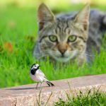 Por que gatos são grandes predadores de pássaros na natureza?